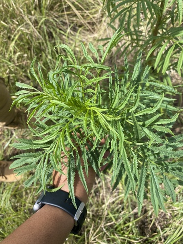 wild marigold