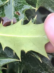 Ilex aquifolium
