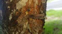 Stephanopis altifrons