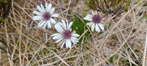 Damnamenia vernicosa, 2026-02-03