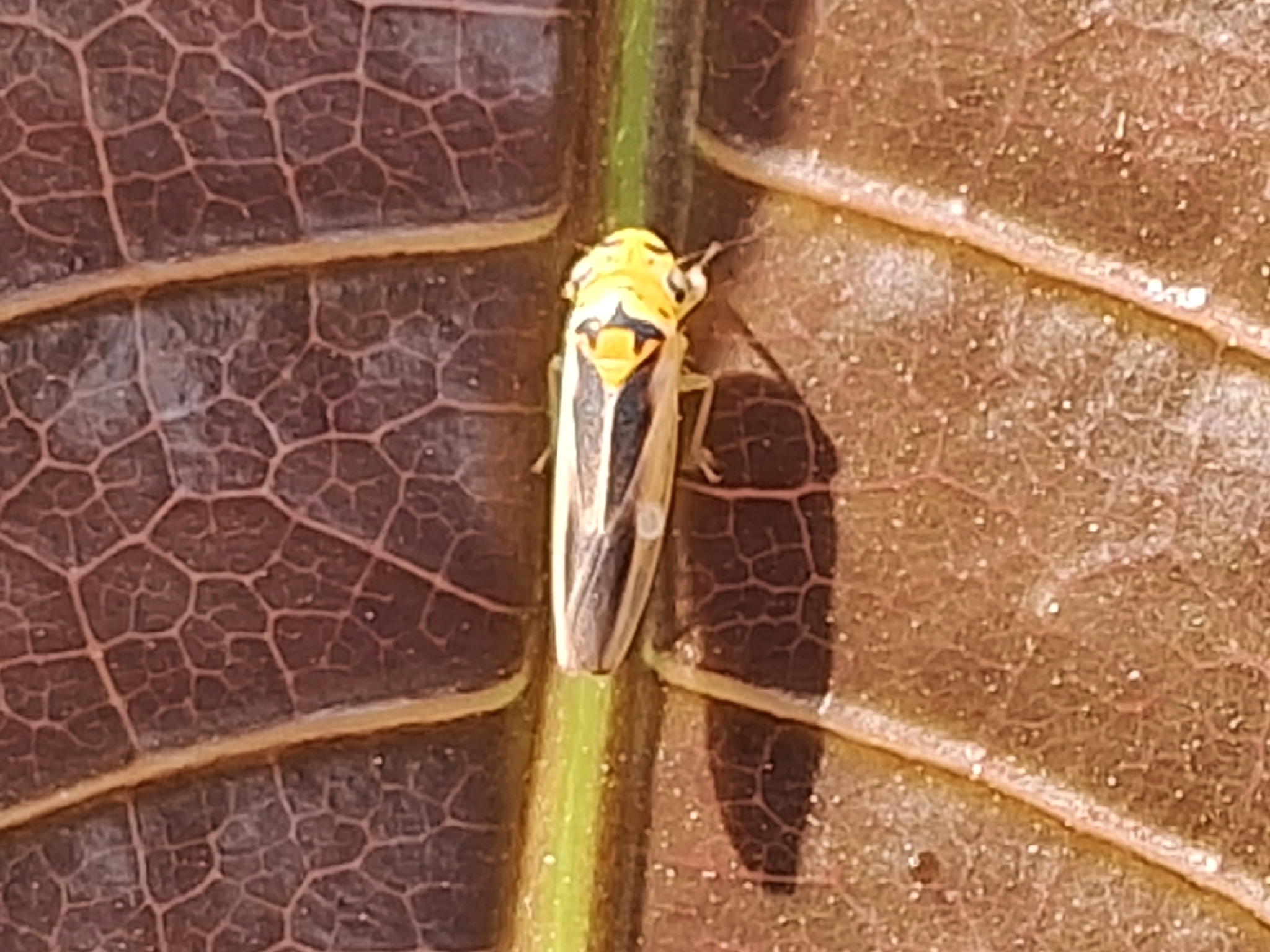 Kolla paulula | Insect Vectors of Plant Disease