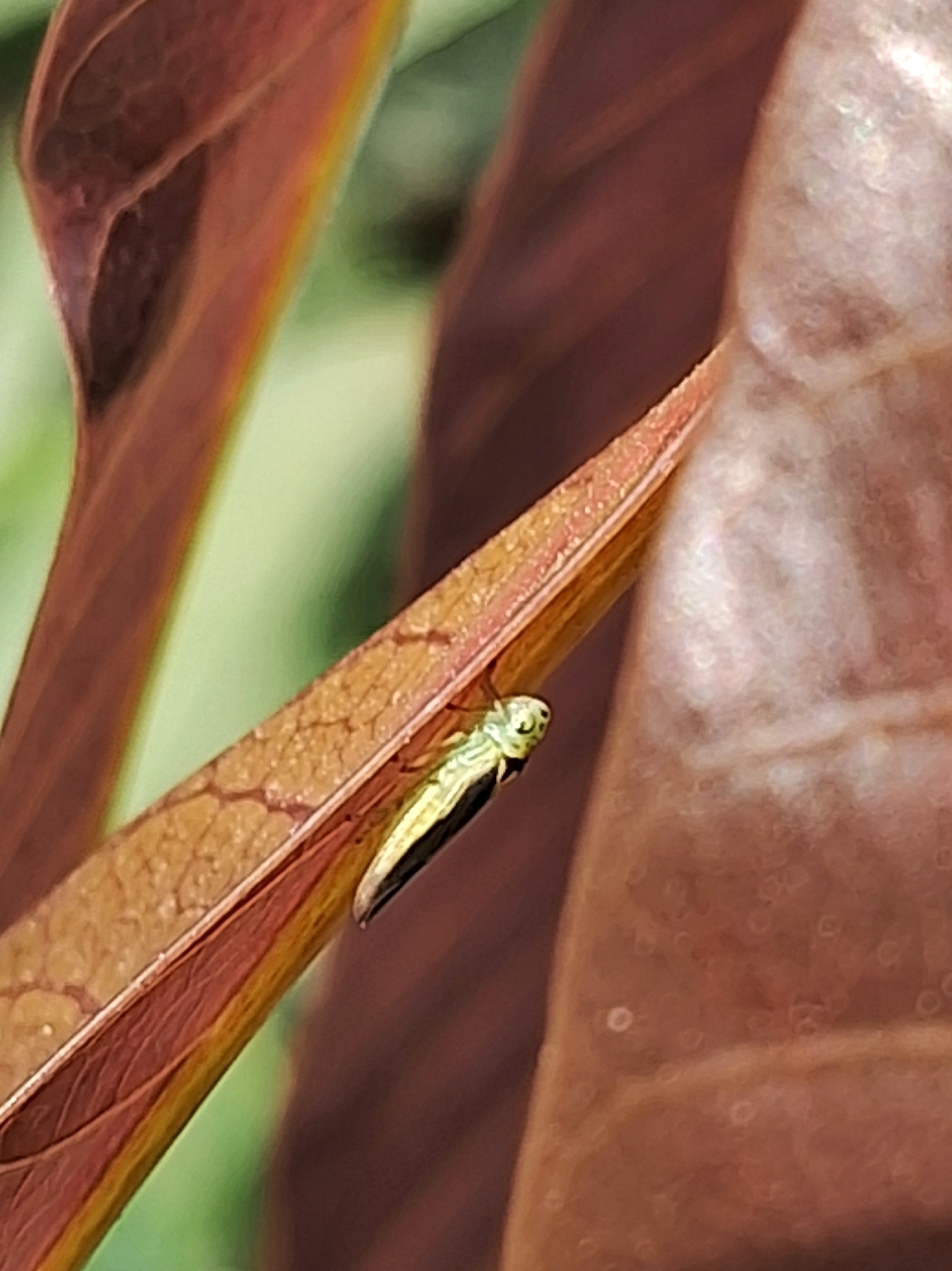 Kolla paulula | Insect Vectors of Plant Disease