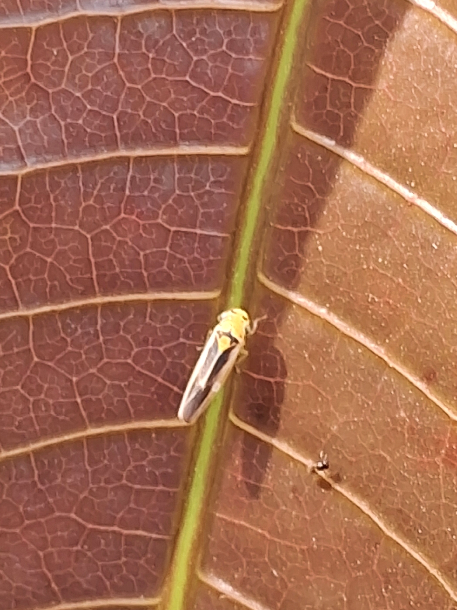 Kolla paulula | Insect Vectors of Plant Disease