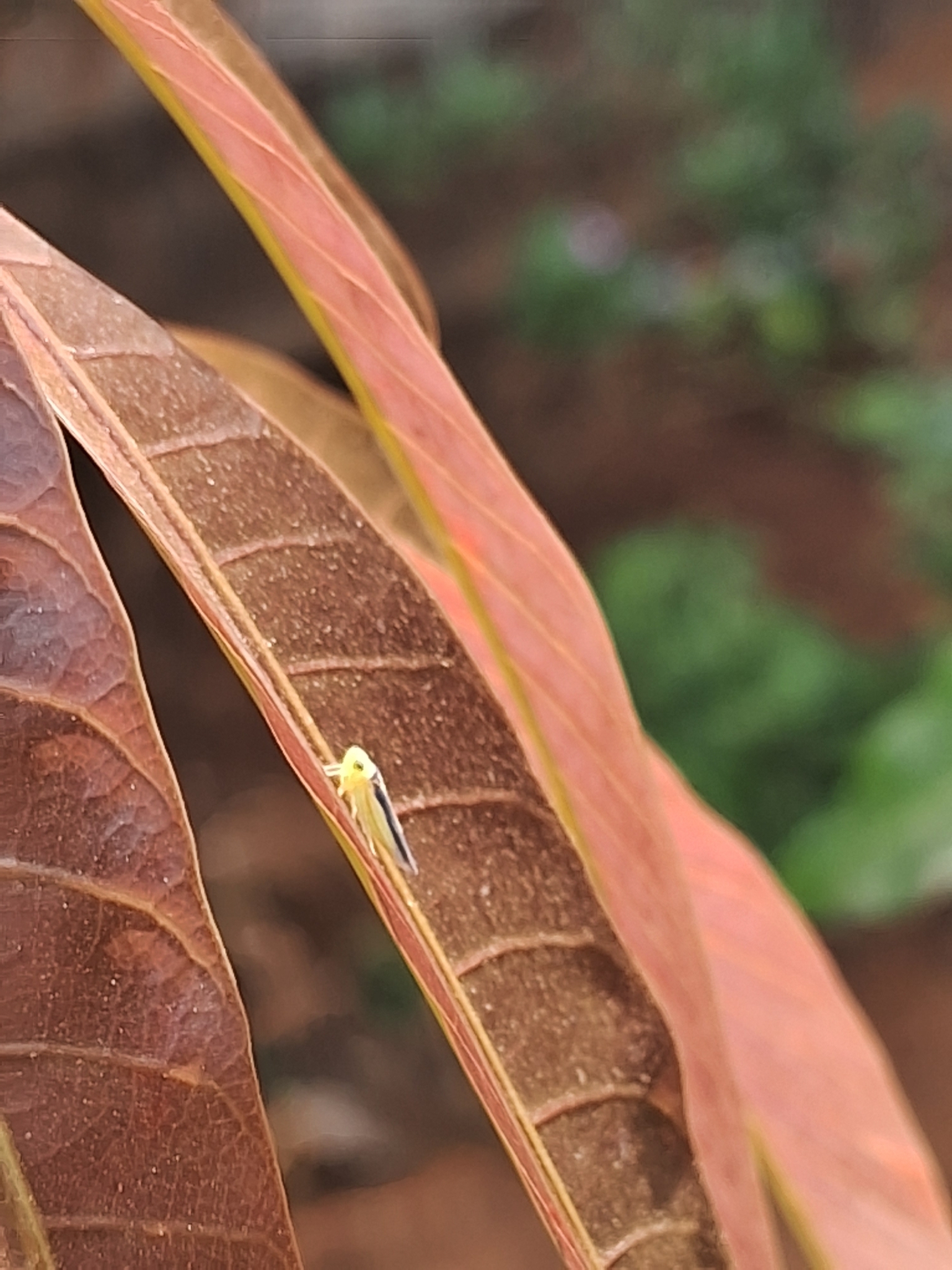Kolla paulula | Insect Vectors of Plant Disease