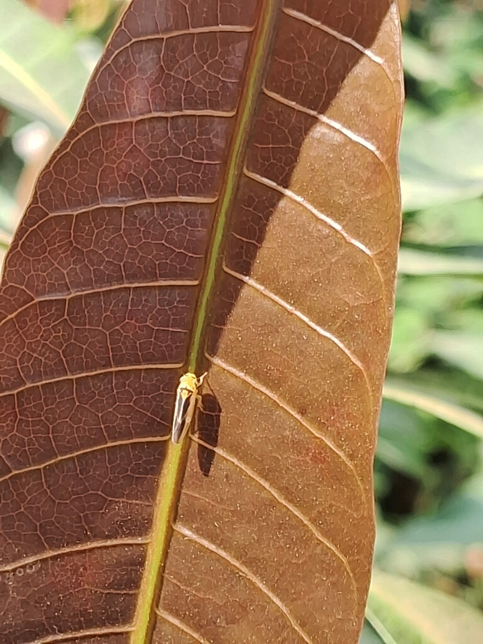 Kolla paulula | Insect Vectors of Plant Disease