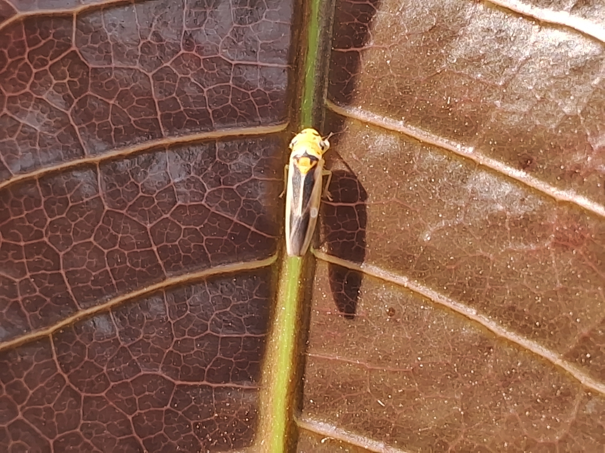 Kolla paulula | Insect Vectors of Plant Disease