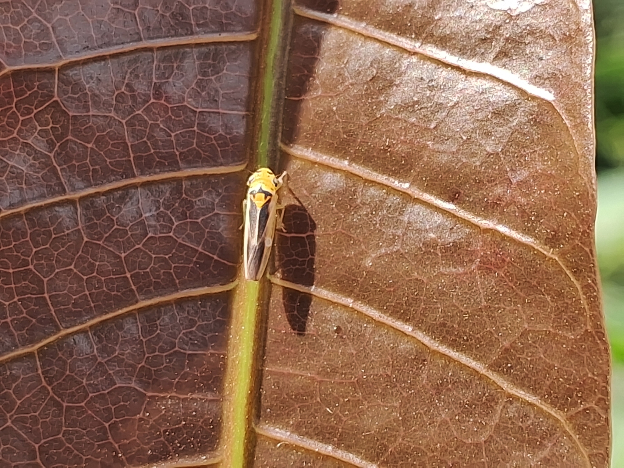 Kolla paulula | Insect Vectors of Plant Disease