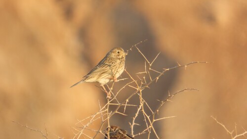 Corn Bunting