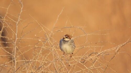 Spanish Sparrow