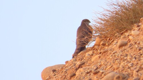 Eurasian Sparrowhawk