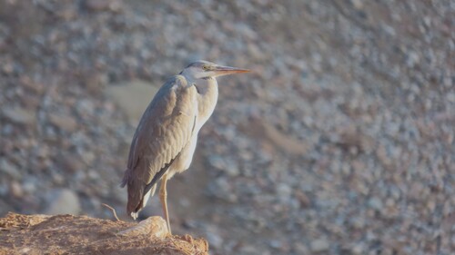 Grey Heron