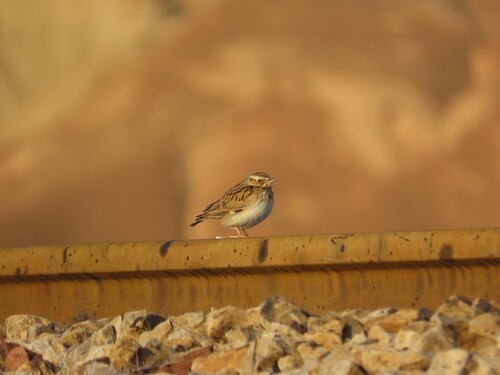 Woodlark