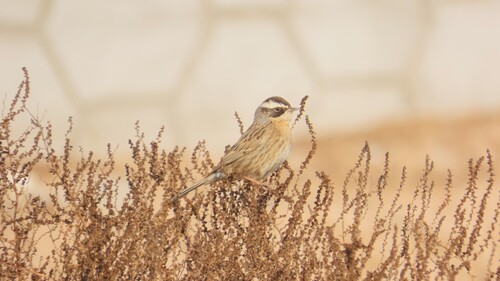 Radde's Accentor
