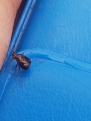 Deraeocoris maoricus
