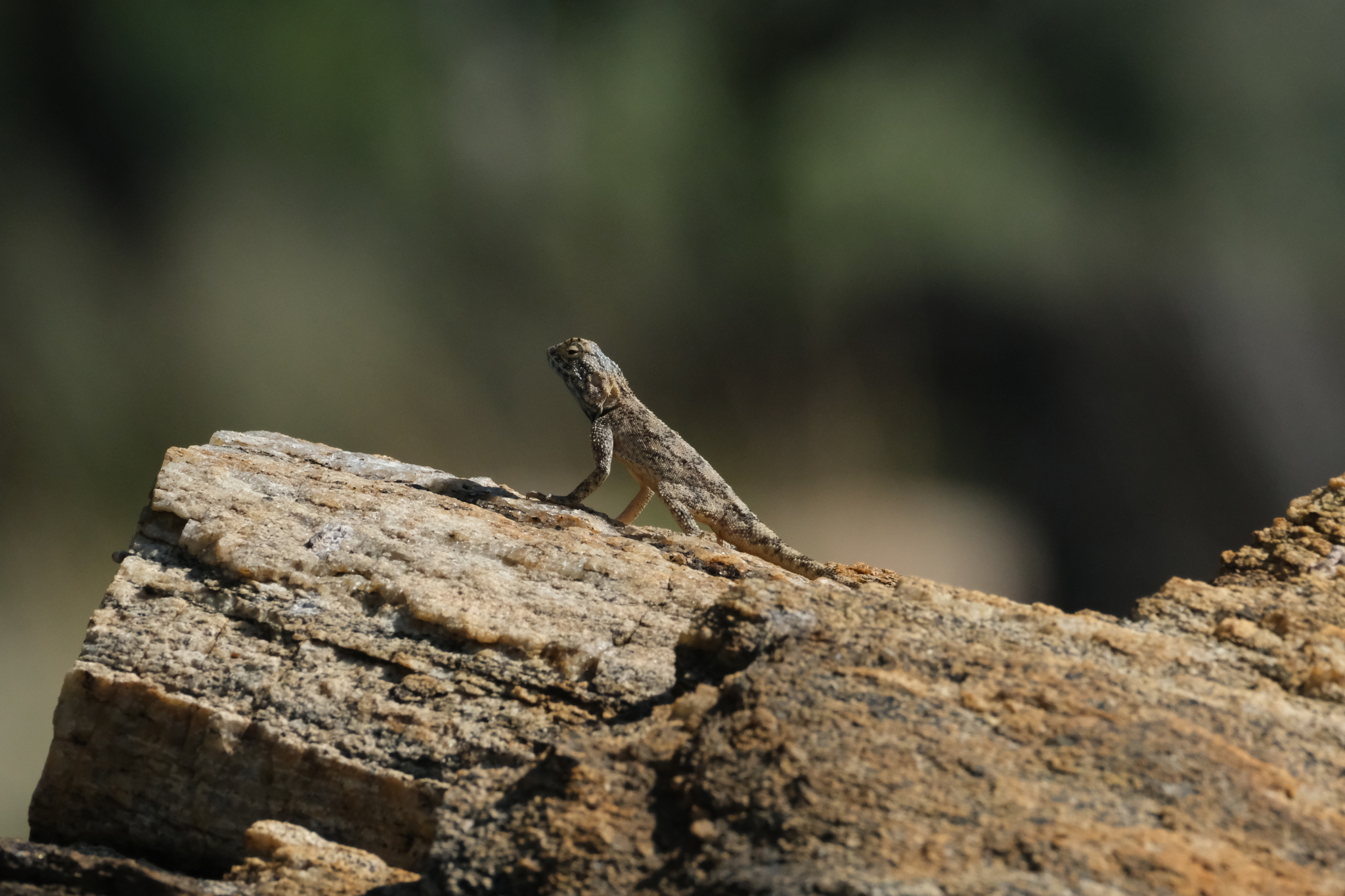 Agama anchietae Bocage, 1896