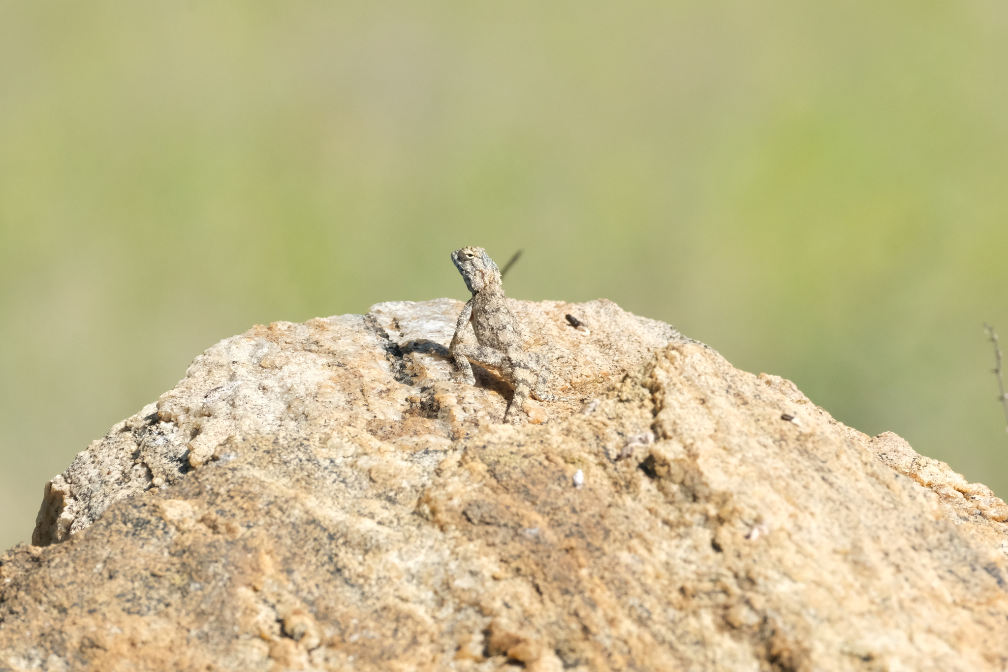 Agama anchietae Bocage, 1896