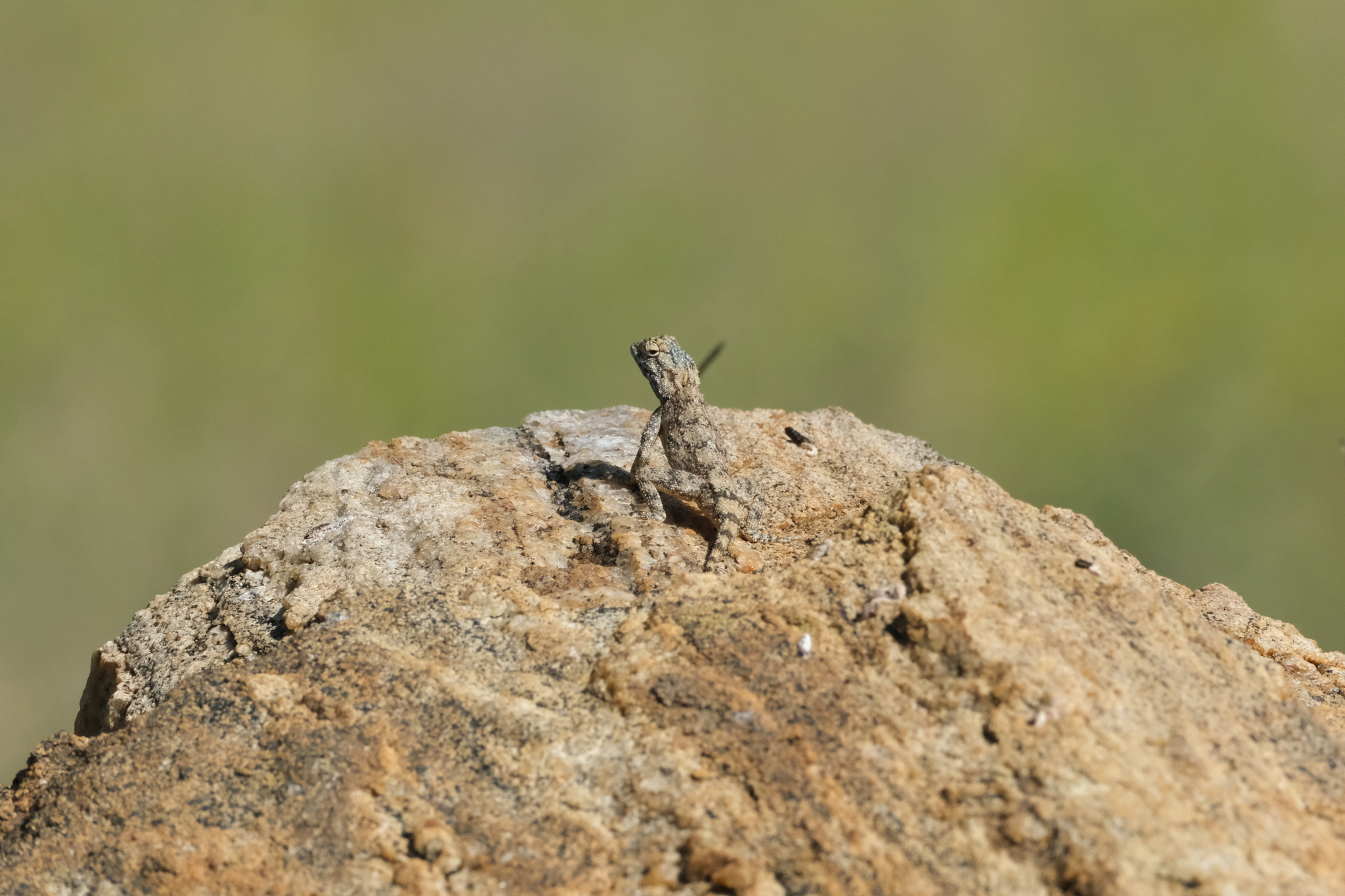 Agama anchietae Bocage, 1896