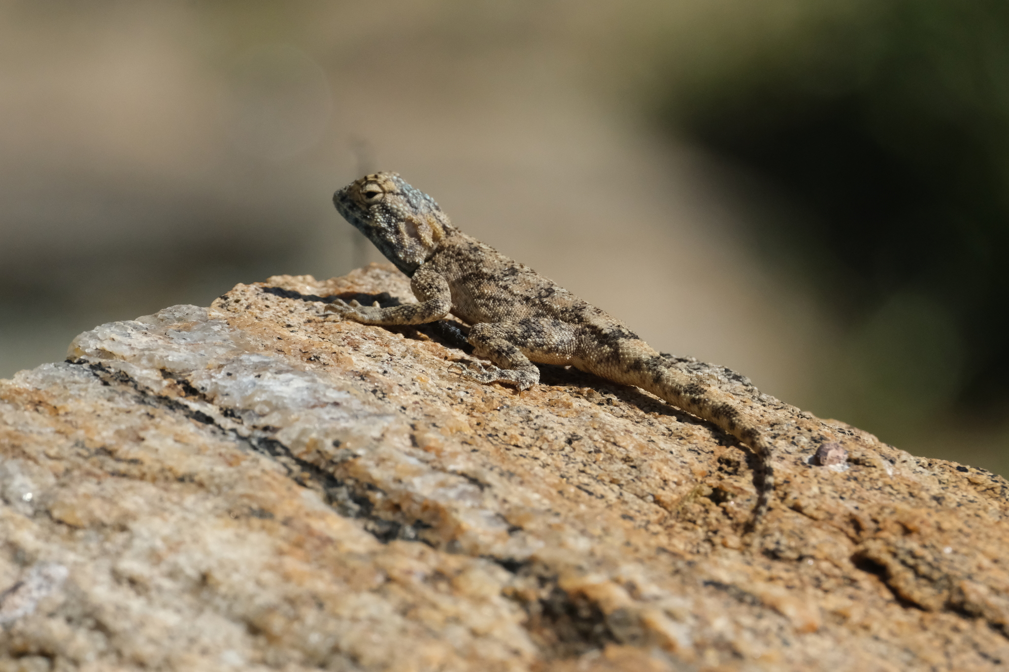 Agama anchietae Bocage, 1896