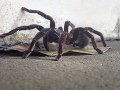 Sericopelma