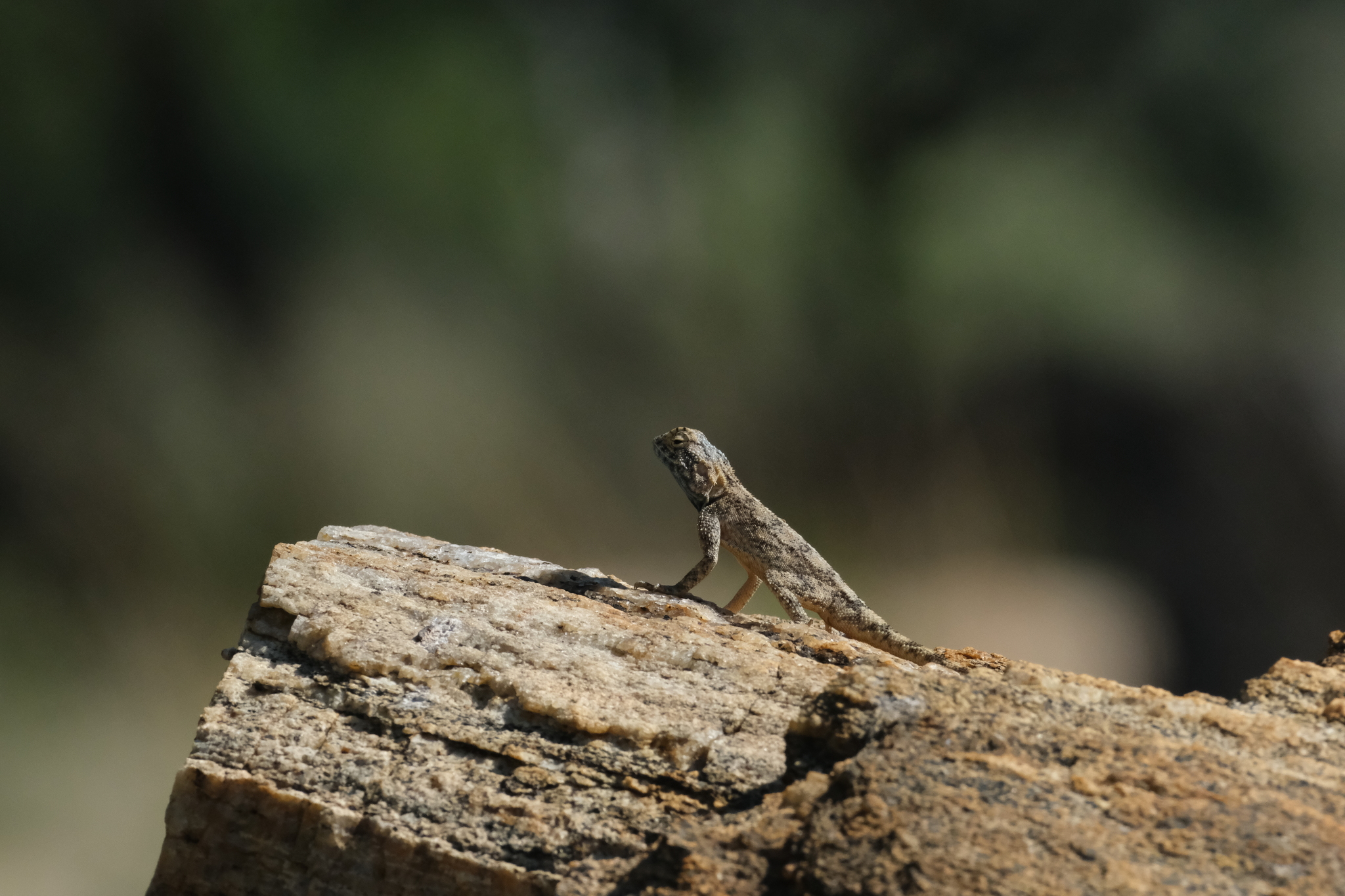 Agama anchietae Bocage, 1896