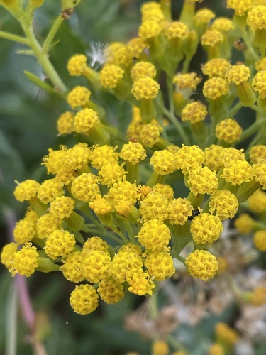 Scented Groundsel (Senecio odoratus)