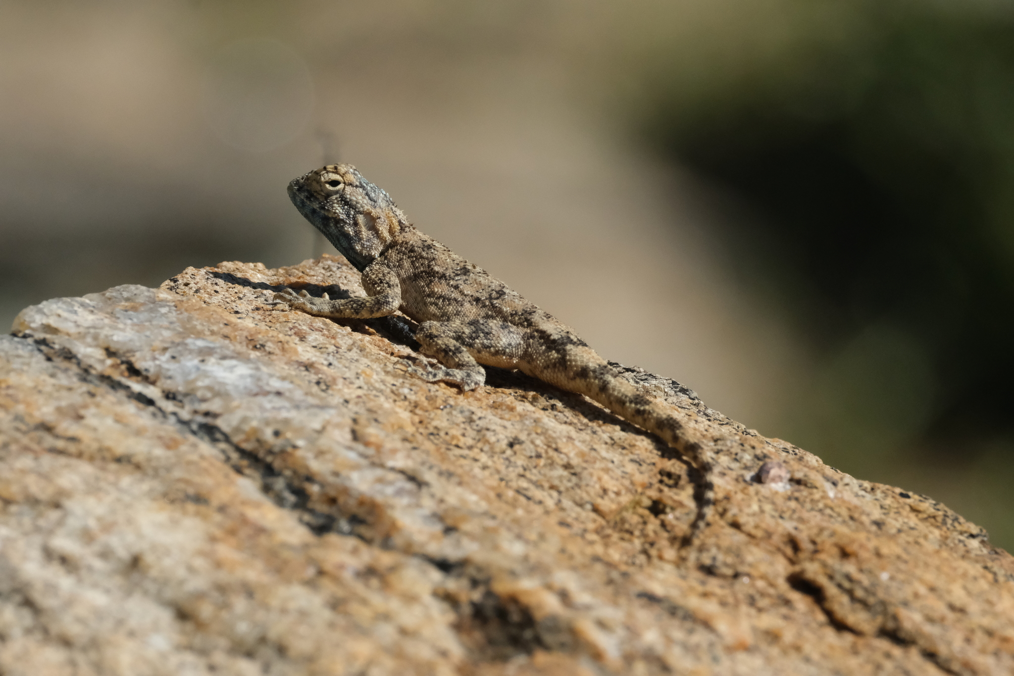 Agama anchietae Bocage, 1896