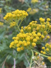 Senecio odoratus, photograph (c) Franco Capriroli, some rights reserved (CC BY-SA)