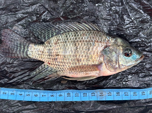 Oreochromis niloticus