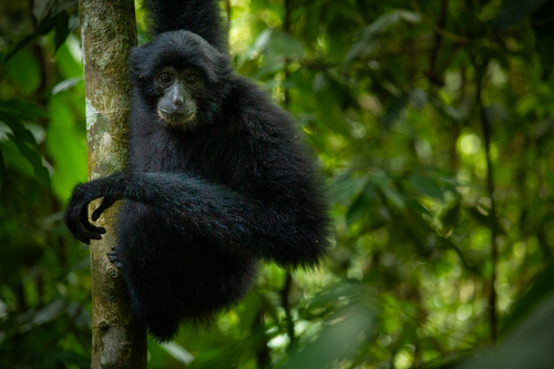 Symphalangus syndactylus