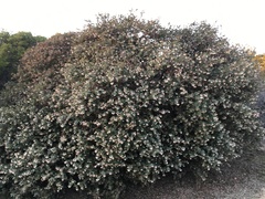 Arctostaphylos pajaroensis