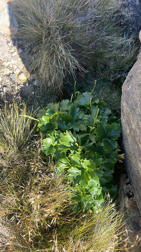 Ranunculus insignis, photograph 6