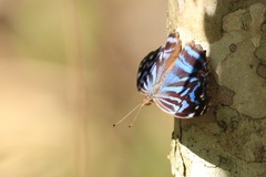 Myscelia ethusa ethusa