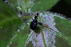 Trachelophorus madegassus