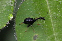 Trachelophorus madegassus