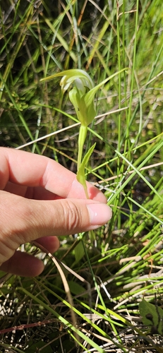 Pterostylis furcata observed 2026-01-30