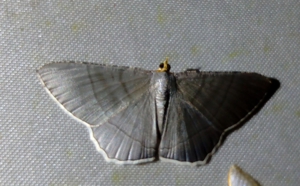 Bulonga griseosericea