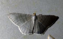 Bulonga griseosericea