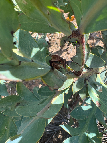 Acacia glaucoptera, photograph 2
