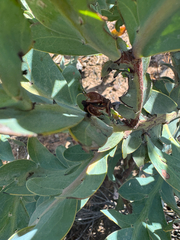 Acacia glaucoptera, photograph (c) Tyler Anthony, some rights reserved (CC BY)