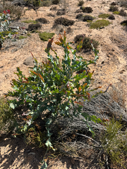 Acacia glaucoptera, photograph (c) Tyler Anthony, some rights reserved (CC BY)