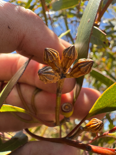 Eucalyptus pileata observed 2026-02-06