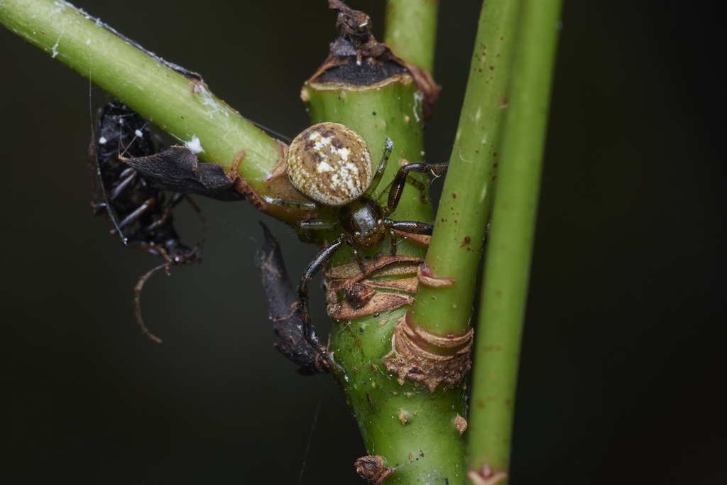 Lyse Insect Lysiteles from 中国浙江省丽水市龙泉市 on June 8, 2025 at 02:41 PM by Li Jianbo ...
