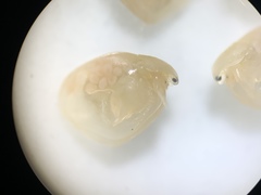 Simocephalus