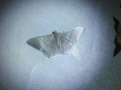 Bulonga griseosericea