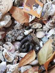 Leptodeira nigrofasciata