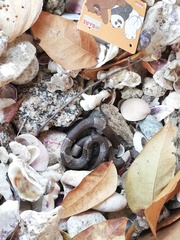 Leptodeira nigrofasciata