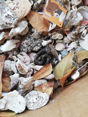 Leptodeira nigrofasciata