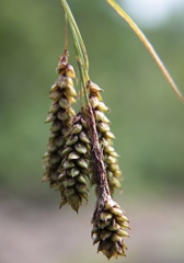 Carex caucasica