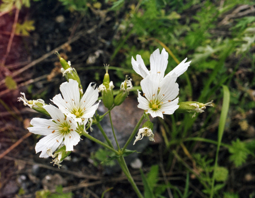 Great Chickweed (Cerastium maximum)