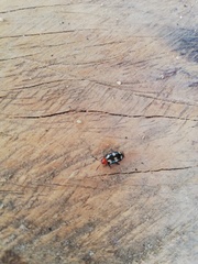 Disonycha trifasciata